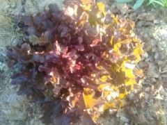 Salade - Laitue feuille de chêne rouge